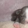 devildogkiwi